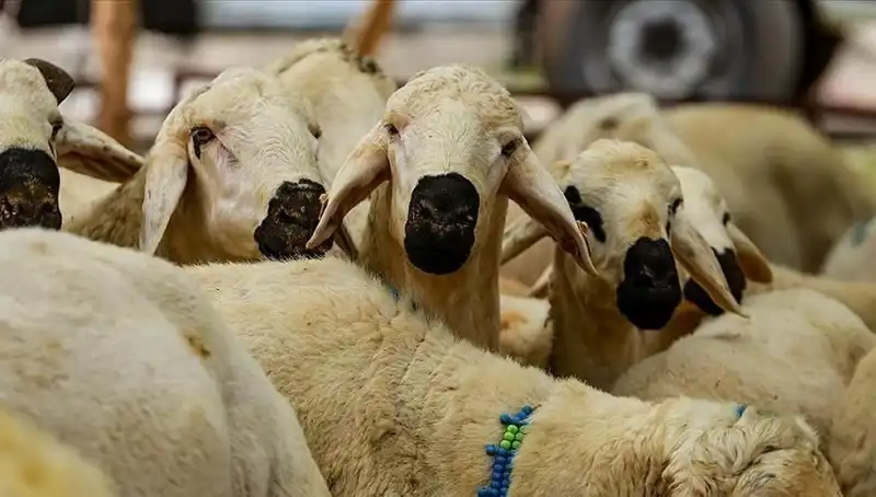 Kurban Bayramı 2025: Kurban Kesmek Farz mı? Cevapları Burada!
