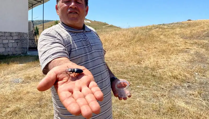 Sivas’ta Görülen Zararlı Böceği Öldürmenin Cezası 557 Bin TL!