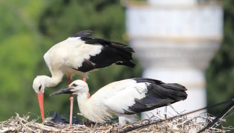 Yaren Leyleği Kıskandıran Leylek Köyü: 8 Kat Daha Fazla Yuva