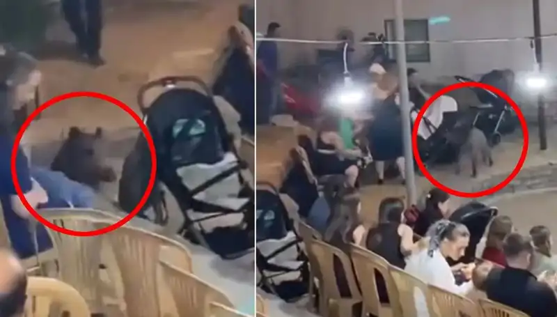 Düğün Törenine Yaban Domuzu İstilası: Gözler Kamaşan Anlar