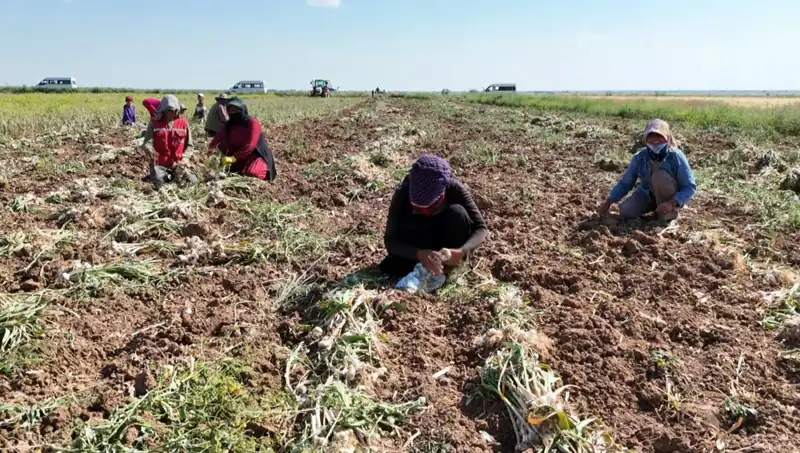 Rusya, Almanya ve İspanya'dan Sağlık Dünyasını Sarsan Antibiyotik Hasadı