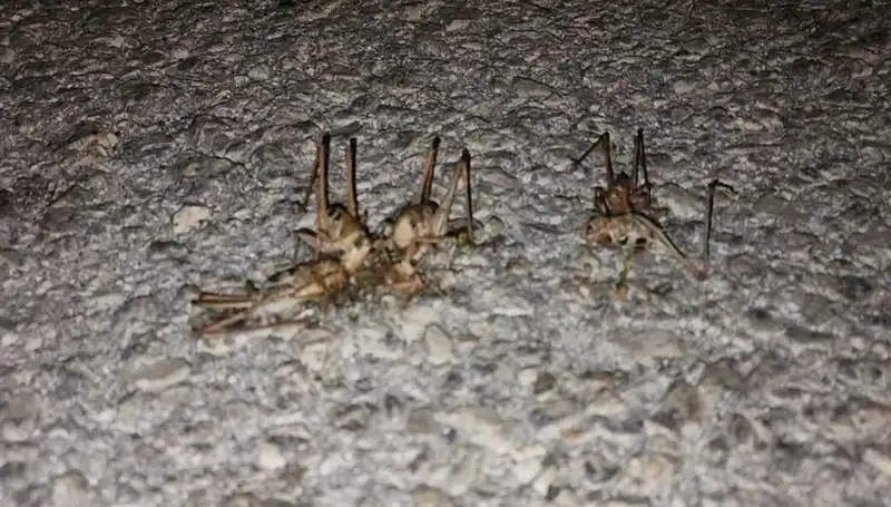 Yüzlerce Çekirgenin Yolu İstila Etmesi, Tarım Üzerinde Büyük Etki Yaratabilir!