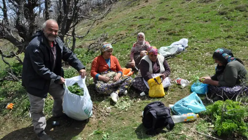 Yüzlerce Ailenin Geçim Kaynağı: 5 Saat Yol Yürüyerek Toplanan Değerli Hazine