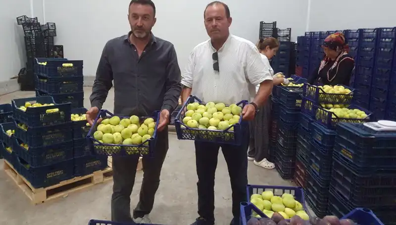 Mersinli Çiftçilerin Yüzü Güldü: Domates İhraç Fiyatları Yükseliyor
