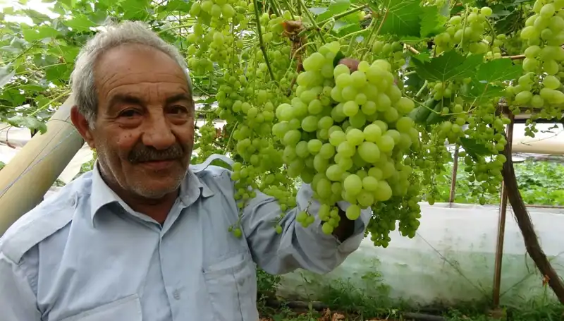 Zirai Donun Meyve Fiyatlarına Etkisi: İlk Ürünler 250 TL'den Satışta