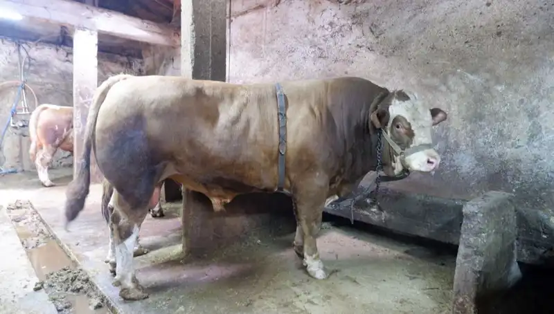 Tam 1 Ton 200 Kilo! Bu Ürün Alıcısını Buldu, Fiyatı Şaşırttı