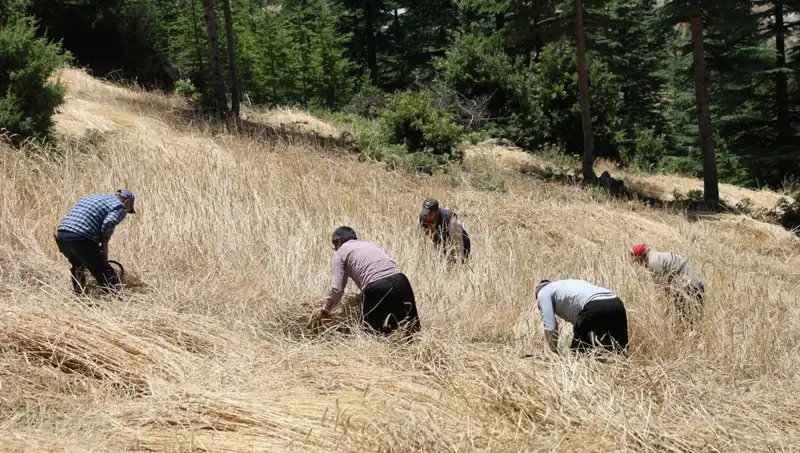Teknolojiye Rağmen Geleneksel Hasat Yöntemleri: Ellik ve Orakla Hasat Başladı