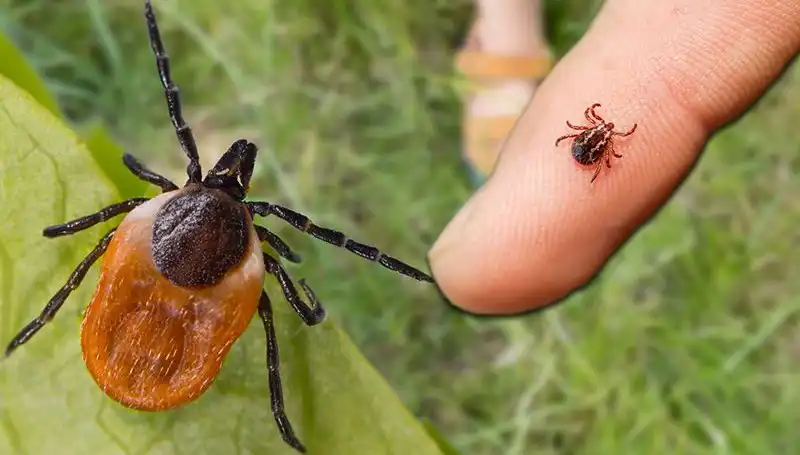 Kene Isırmalarına Dikkat! Korunma Yöntemleri ve Belirtiler