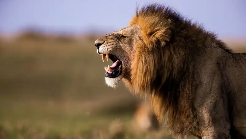 Aslan Saldırısı Sonrası 14 Yaşındaki Kız Hayatını Kaybetti: Detaylar Ortaya Çıktı
