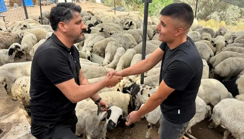 Kurbanlık Koyun Seçerken Dikkat Edilmesi Gereken Gizli Tuz Trendi