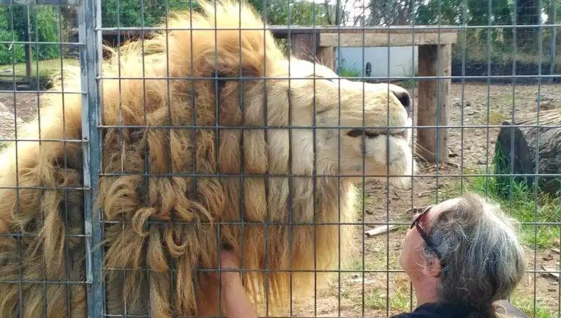 Avustralya'da Aslan Saldırısı: Kafes İçinde Yalnızca Bir Anlık İhmal!