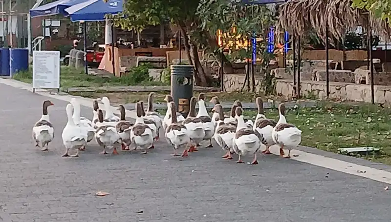 Kazların Denizde Yüzdükten Sonra Kümese Kapatılması: 8’inin Ölümü Şok Yarattı
