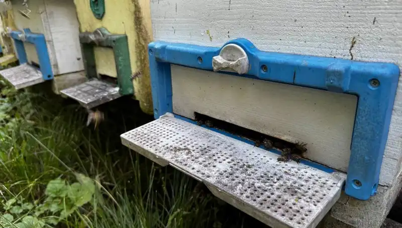 Dedesinin Nasihatiyle Başlayan Girişimci, 1 Ton Üretim Hedefiyle Çiftçilikte İleriye Gidiyor