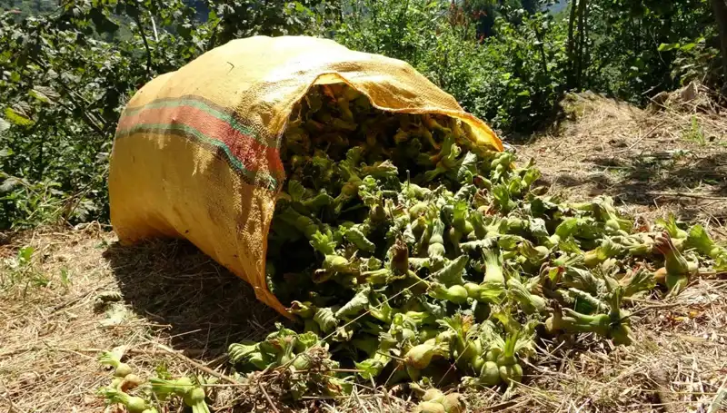 Giresun'da Fındık Hasadı Başladı: Üreticilerin Beklentileri ve Zorluklar