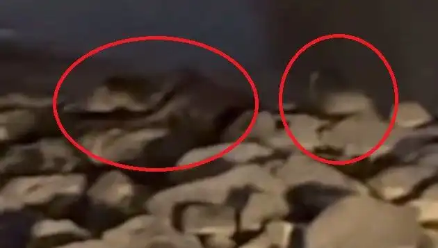 Diyarbakır'da Nesli Tükenmekte Olan Üç Nadir Hayvan Görüntülendi!