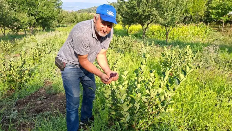 3 Yıl Önce Ektiği Bitki Bu Yıl İlk Meyvelerini Verdi: Kilosu 200 Lira!