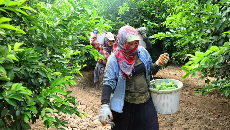 Market Fiyatları Yükselirken Hasat Zamanı Geldi: Üreticiler Müjdeyi Verdi