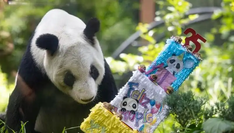 Dev Panda Xin Xin, 35. Yaşında Kutlamalarla Anıldı!
