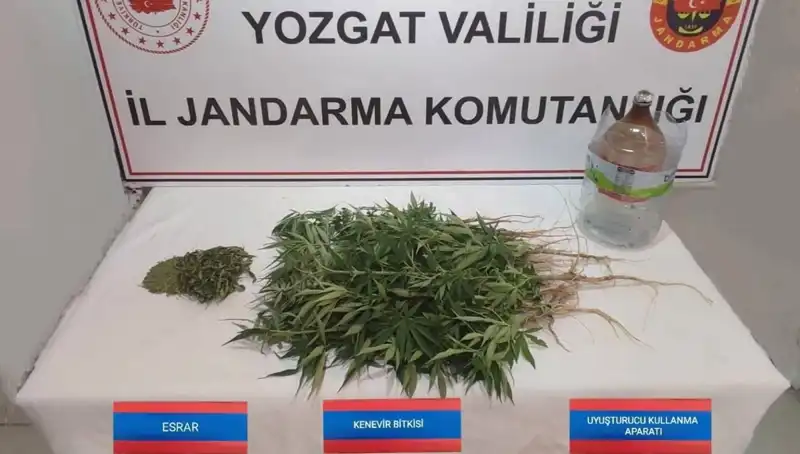 Yozgat'ta 40 Kök Kenevir Ele Geçirildi: Yerel Güvenlik Ekiplerinden Başarı