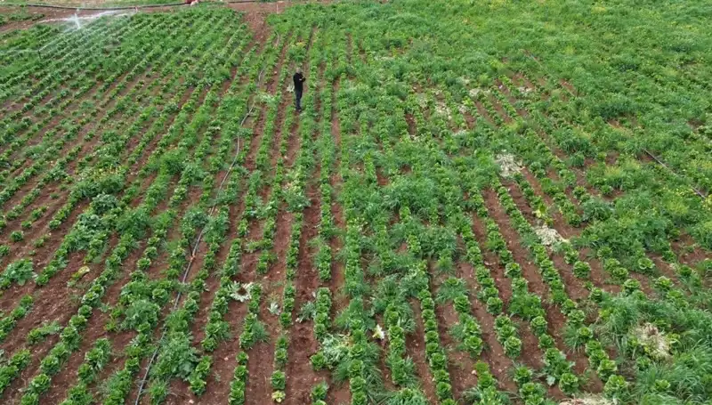 Kuraklık, Ülkemizin Marul Hasadını Tehdit Ediyor: Çiftçiler Ne Yapacak?