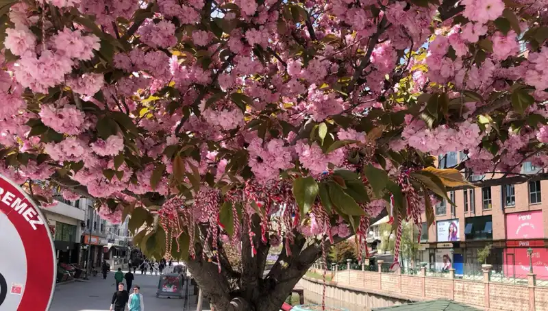 Süs Erik Ağaçlarına Martenitsa Bağlanması: Geleneksel Bir Ritüelin Anlamı
