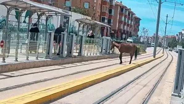 Eskişehir'de Tramvay Raylarında Başının Belası: Bir Atın Macerası