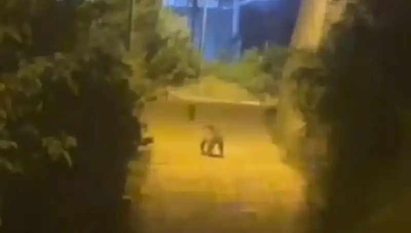 Gümüşhane'de Şehir Merkezine İnen Ayının Korkutan Anları