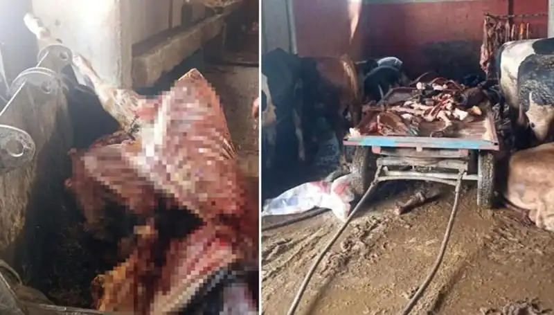Adana'da At Eti Skandalı: 2,5 Ton Ele Geçirildi, 4 At Kurtarıldı