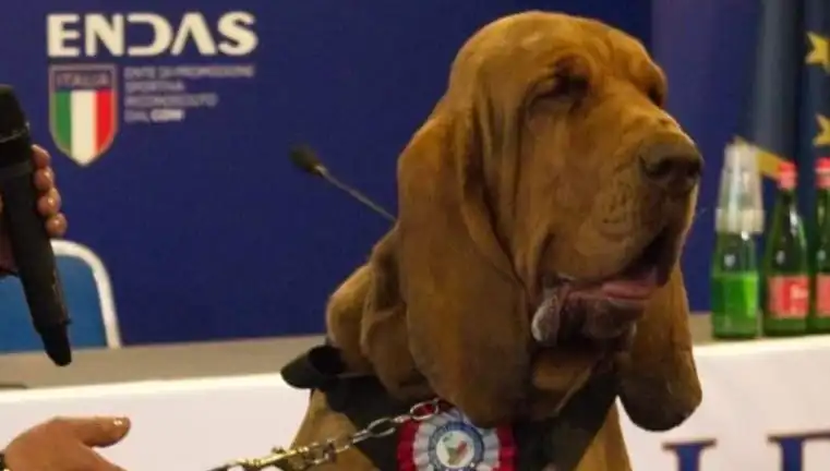Arama Köpeğine Suikast: Çivili Sosisle Yaşamına Son Verildi