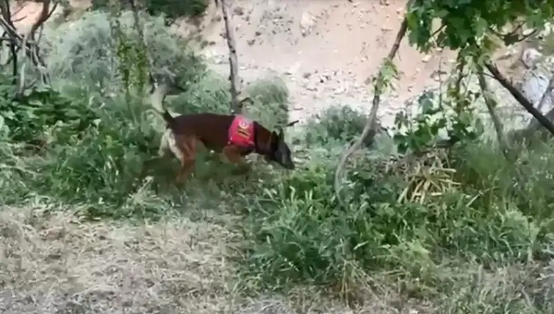 Dere Kenarında Gizlenmiş Esrar: Dedektör Köpeklerin Başarısı