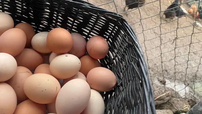 Okullar Açılıyor: "Mayıs Çukuru"ndan Kurtulmanın En Uygun Yolu Proteinde Gizli